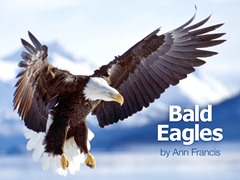 Bald Eagles