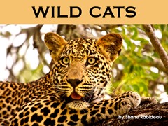 Wild Cats
