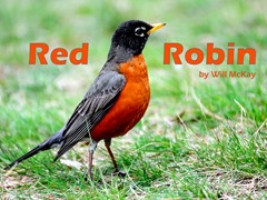Red Robin