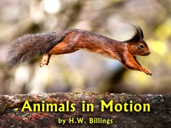 Animals in Motion
