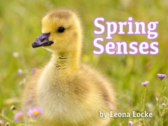 Spring Senses