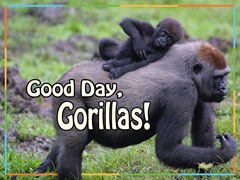 Good Day, Gorillas
