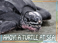 Ahoy! A Turtle at Sea