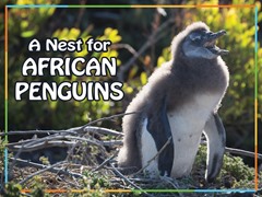 A Nest for African Penguins