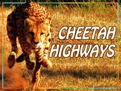 Cheetah Highways