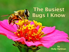 The Busiest Bugs I Know