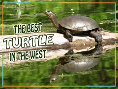 The Best Turtle in the West