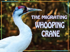 The Migrating Whooping Crane