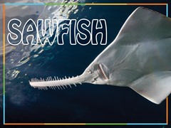 Sawfish