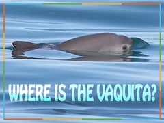 Where is the Vaquita?
