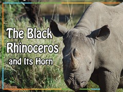 The Black Rhinoceros and Its Horn