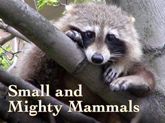 Small and Mighty Mammals