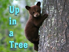 Up in a Tree