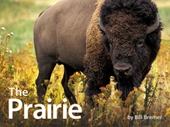 The Prairie