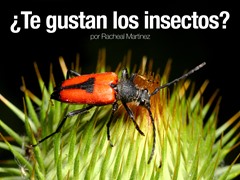 ¿Te gustan los insectos?