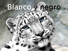 Blanco y negro