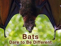 Bats Dare to Be Different