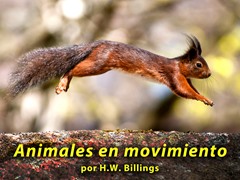 Animales en movimiento