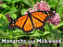 Monarchs and Milkweed