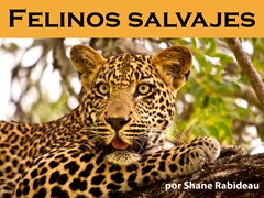 Felinos salvajes