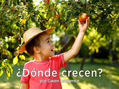 ¿Dónde crecen?