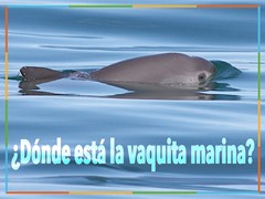 Where is the Vaquita?