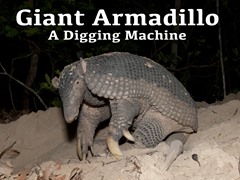 Giant Armadillo: A Digging Machine