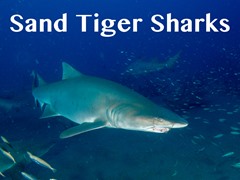 Sand Tiger Sharks
