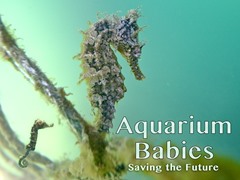 Aquarium Babies: Saving the Future