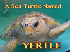 A Sea Turtle Named Yertle