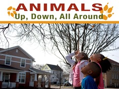 Animals Up, Down, All Around