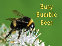 Busy Bumble Bees