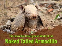 Naked Tailed Armadillo