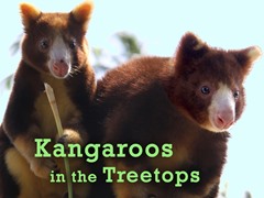 Kangaroos in the Treetops