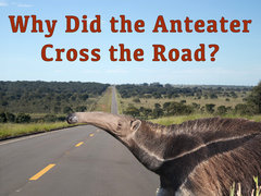 Why Did the Anteater Cross the Road?