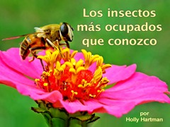 Los insectos más ocupados que conozco