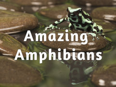 Amazing Amphibians
