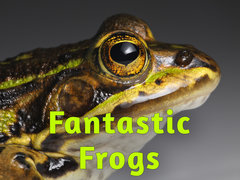 Fantastic Frogs
