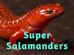 Super Salamanders