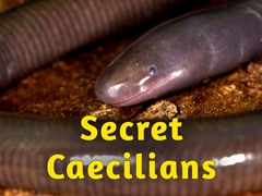 Secret Caecilians