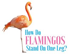 Flamingos