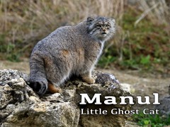 Manul, Little Ghost Cat
