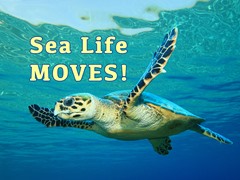 Sea Life MOVES!