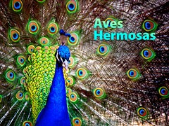 Aves hermosas