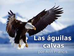 Las águilas calvas