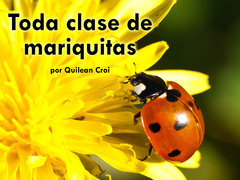 Toda clase de mariquitas