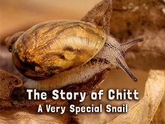 The Story of Chitt: A Very Special Snail
