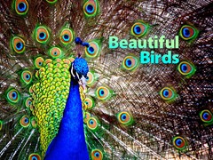 Beautiful Birds