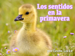 Los sentidos en la primavera