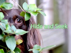 Hide and Seek